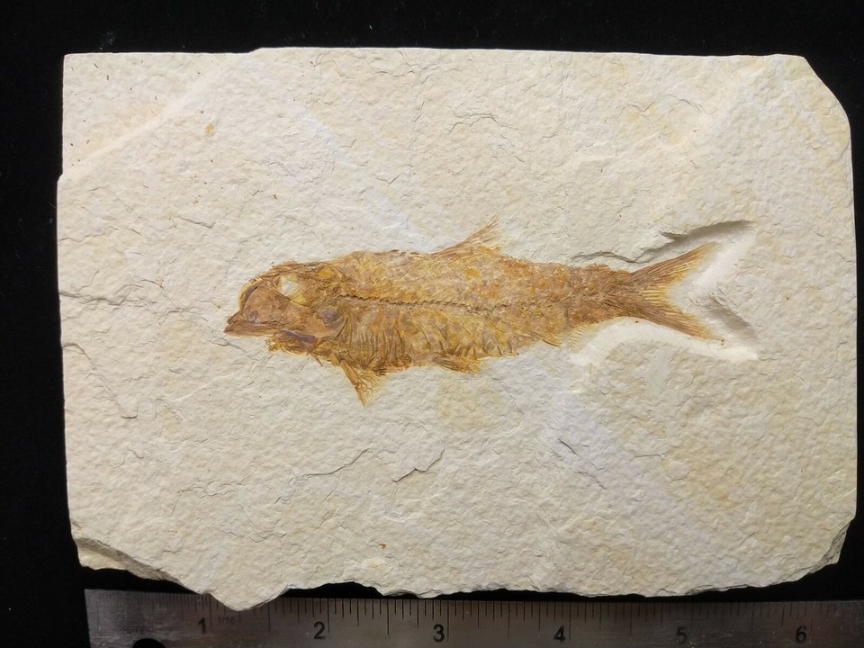 A Grade Knightia eocaena Fossil Fish Green River Formation Wyoming | eBay