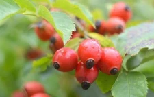50 Dog Rose Bush Seeds to Plant Rosa canina Beautiful Flowers Tasty Red Berries