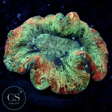 CS RAINBOW WELLSO - WYSIWYG LIVE CORAL