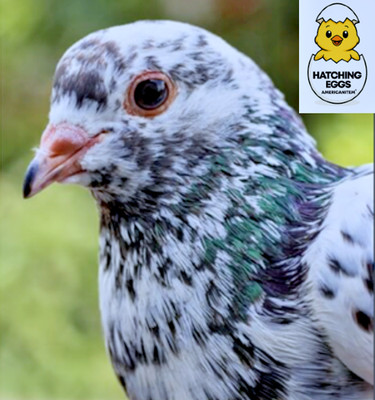 3 FERTILE COLORFUL MULTI COLOR MIX KING PIGEON HATCHING EGGS USPS PRIORITY MAIL