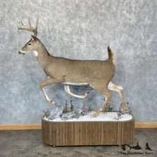 #28737 EL | Whitetail Deer Life Size Taxidermy Mount For Sale