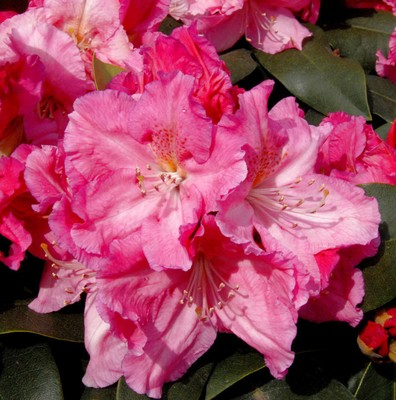 INKARHO - Großblumige Rhododendron Caruso  40-50cm - Alpenrose