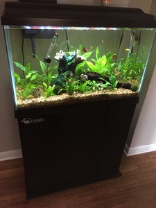 Fish,freshwater fish,saltwater fish,aquarium