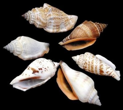 Brown Chullas Shells measuring  1 to 1 3/4'' Sold by the 1/4 pound