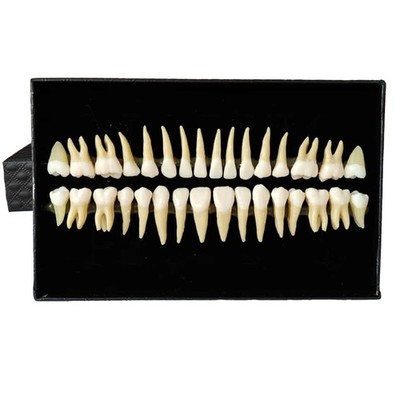 Individual Adult Model Teeth - Set of 32