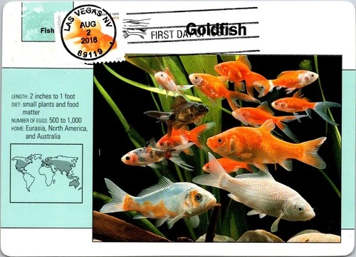 Dr Jim Stamps Maximum Card Goldfish Forever Fdc