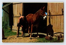 Postcard Texas Johnson City TX Mule Lyndon Historical Site 1970s Unposted Chrome