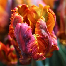 Easy to Grow Tulip Blumex 10 Plant Bulbs, Spring Flowers Parrot Group Zones 3-8