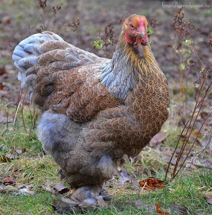 6 Farm Fresh Hatching Eggs Fancy PARTRIDGE Brahma BRAHPI Orpington Lavendar ❤️eb