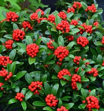 Japanische Skimmie Neuer Typ 30-40cm - Skimmia japonica