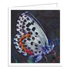Ann Butterfly #2- Set of Six  Notecards  -  - - 5¼ x 5¼ Inches
