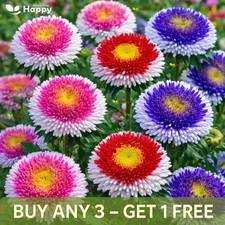 Pompon Aster Hi-no-maru Mixed - 150 seeds - Callistephus Ch - Japanese Flower