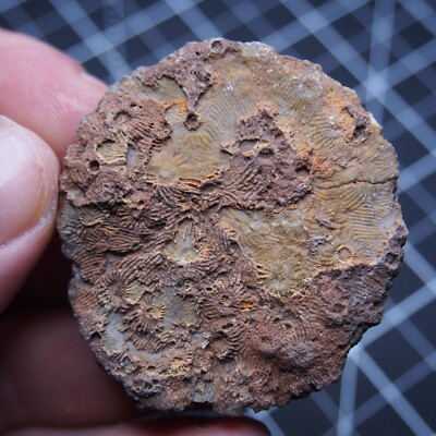 31gr.  Fossil Rugose Coral Phillipsastrea ananas Devonian 49