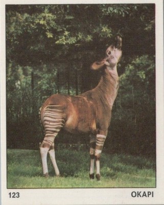 Top Sellers Card - Animals of The World - Card No 123 - Okapi