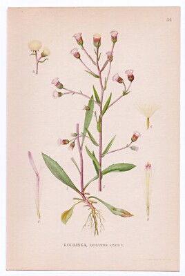1926 Lindman Botanical Flower Print, Bitter Fleabane, Blue Fleabane