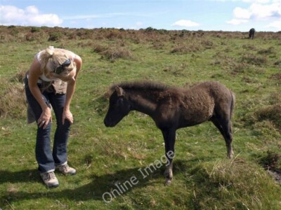 Photo 6x4 Friendly foal Water/SX7580 Late foals seem much less timid tha c2009