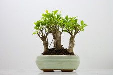Banyan Ficus Group Bonsai -20cm Blue Pot ZT1818