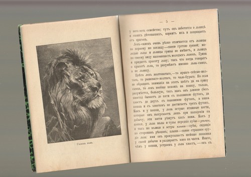1900 Russian book О львах - Picture 2 of 9