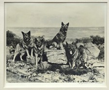 ELKHOUND ELK HOUND NORWEGAN DOG VINTAGE B&W PHOTOGRAPH 1936 Ralph Robinson