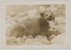 Vintage 1930s Alaska Native Wildlife Beautiful Blue Fox Photo Lot (4pcs) — photo 6