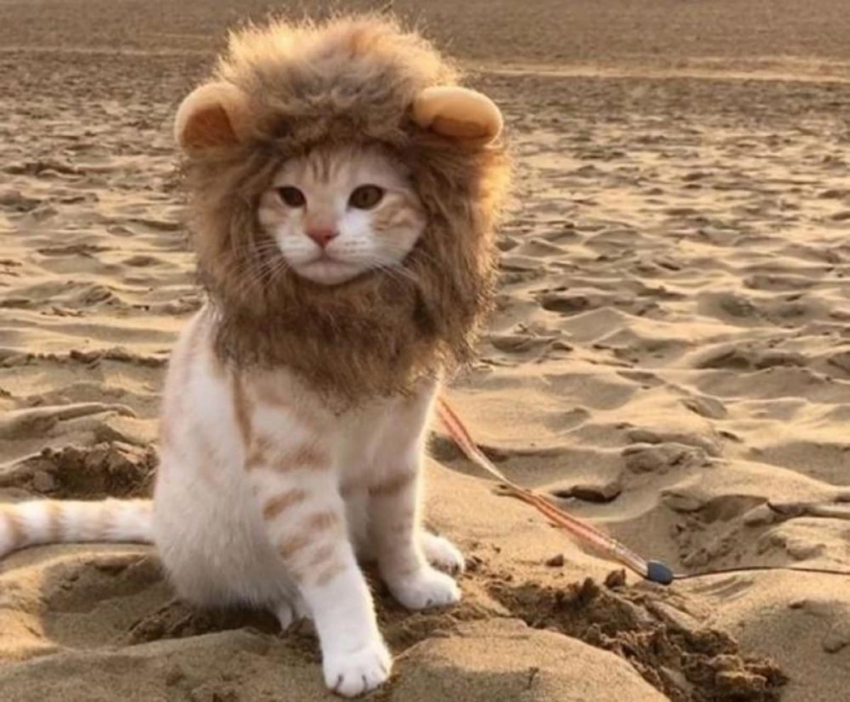 Кот Лев