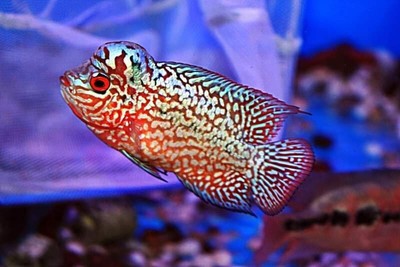 Mini Kamfa F2 Flowerhorn 2.5-3 inches high quality live cichlid fish exotic