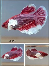 Betta Live Fish Female - Dumbo Purple HMPK - JJ22 - High Quality A