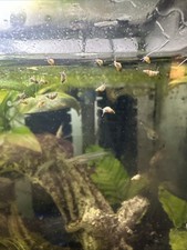 Baby Bladder Snails Bag Of 50