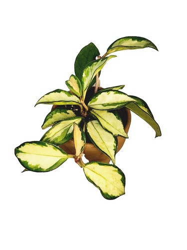 grow blte dnger Bio Hanf & Cannabis Bloom Dnger  Organischer Bltendnger