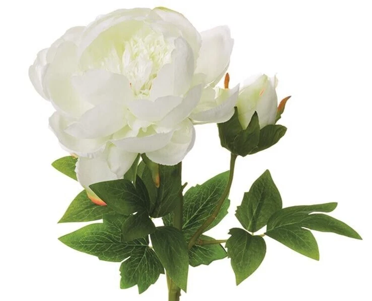 Gorgeous single stem white peony with bud - Image 2 of 3