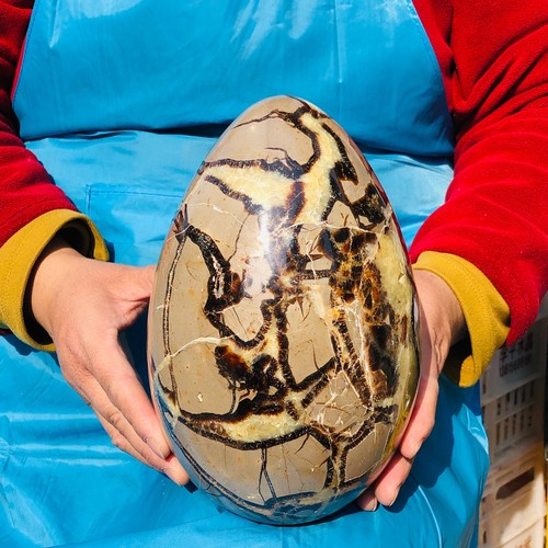 11.96LB Top Natural Dragon Septarian Crystal geode Quartz egg mineral Specimen - Picture 6 of 15