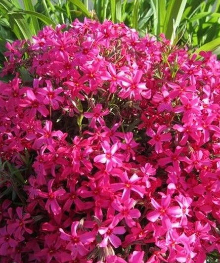 ♫ PHLOX MOUSSE 'Pourpre' -Phlox subulata ♫ Graines ♫ Ornement Rocaille Mellifère