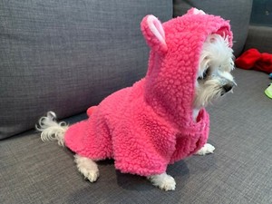 pink dog clothes