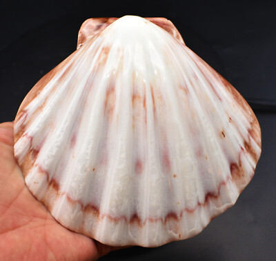 Polished Lions Paw Scallop 5-6'' Seashell Coastal Crafts and Decorating (each)