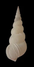 Sea shell  Amaea foulisi 40.2mm