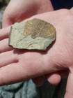 Fossil — photo 2