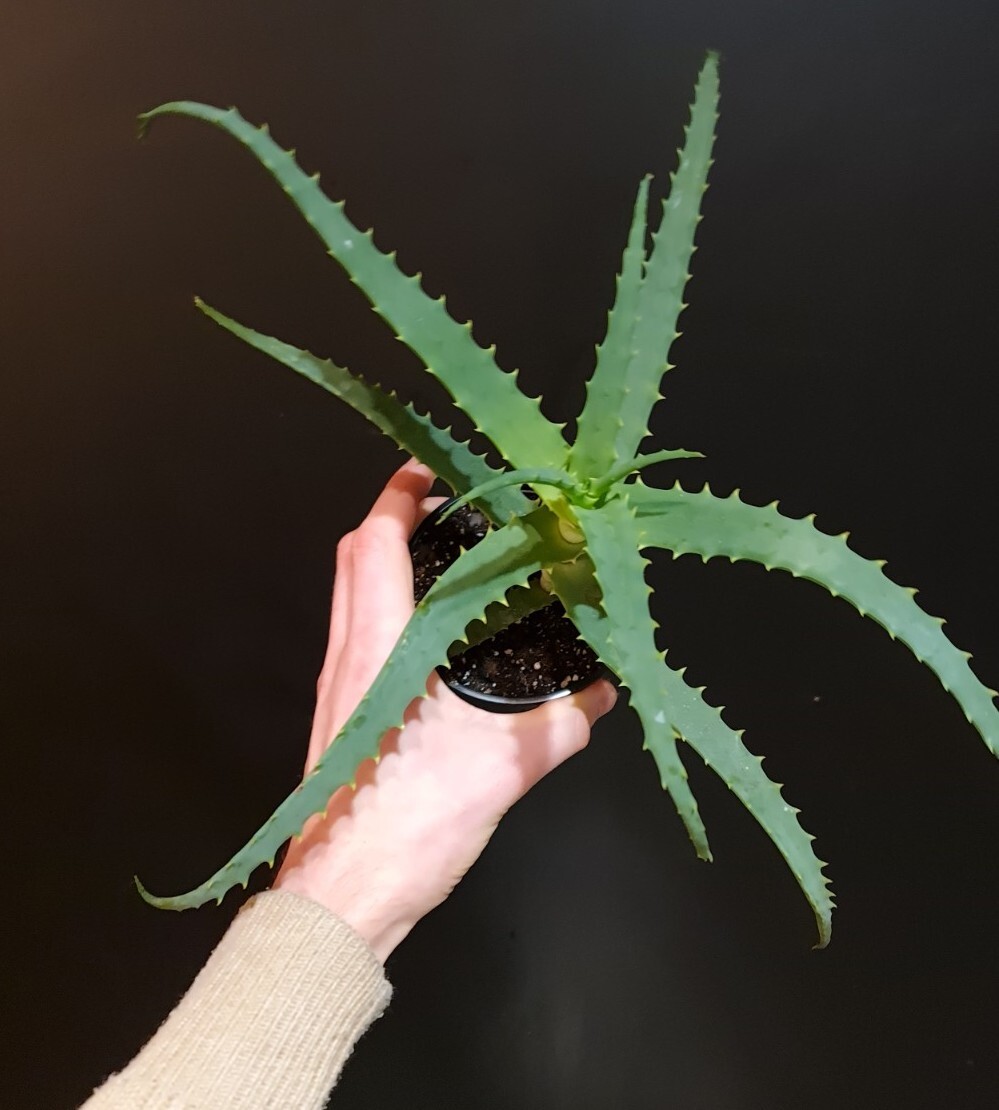 Aloe Vera. arborescens Candelabra Aloe 9cm Pot. Medicinal Aloe Plant