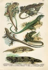 c1900 CHAMELEON JEWELLED LIZARD WALL LIZARD SAND LIZARD Lithograph Print Kobruv