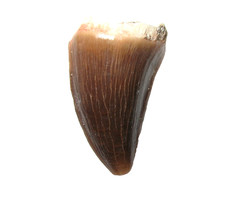 Cretaceous mosasaur reptile tooth fossil Thalassotitan atrox medial display #M3
