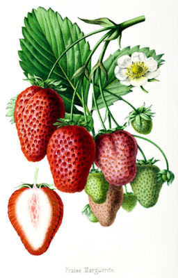 strawberryページ Fraise Marguerite - Strawberry - 1861 - Fruit Illustration Poster