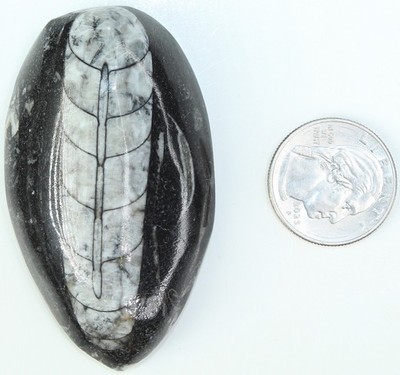 Moroccan Orthoceras Cephalopod Fossil / Devonian Age / 2.70'' / 68.58mm / 4095