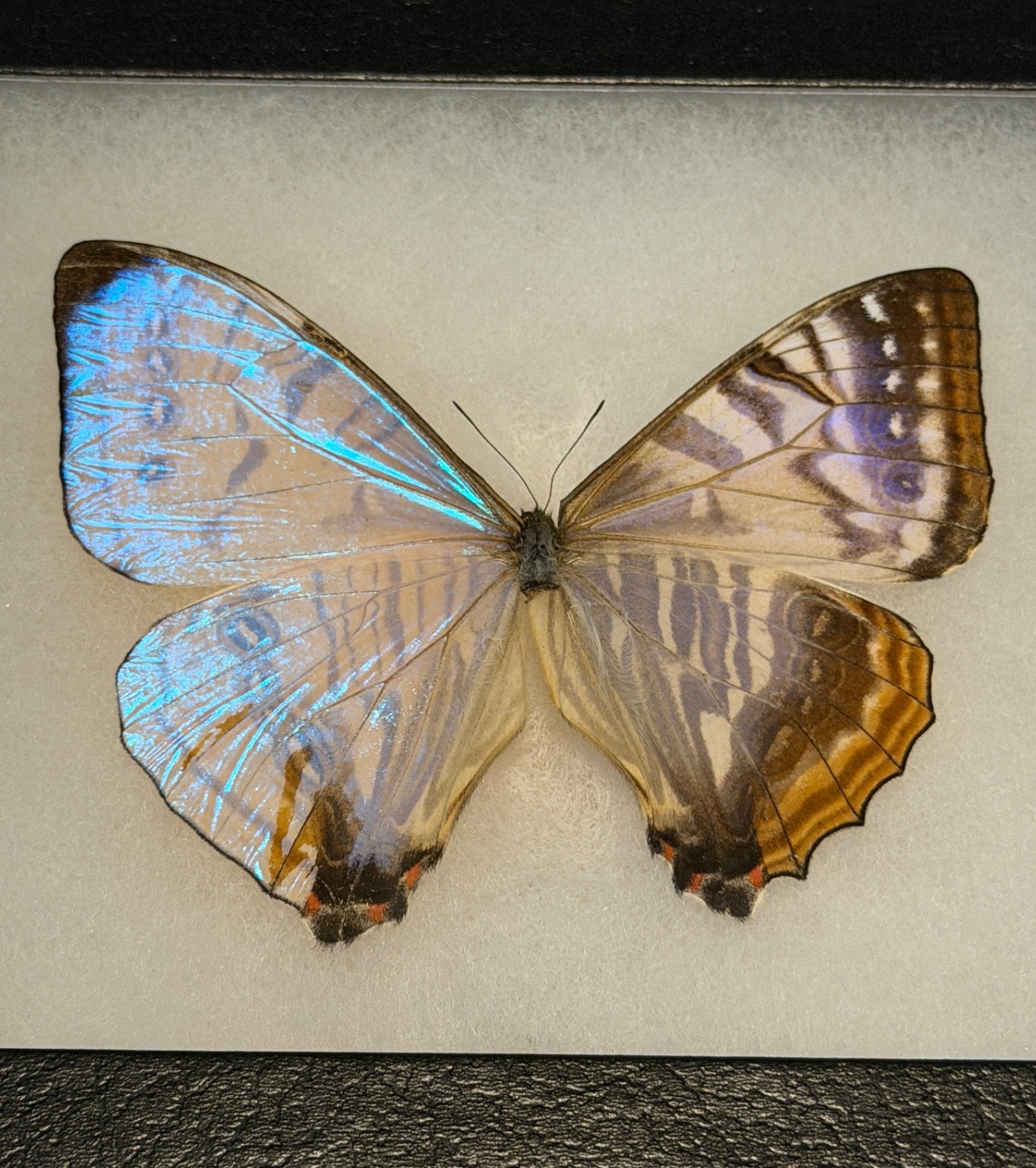 **GYNANDROMORPH** MORPHO SULKOWSKYI BILATERAL-MOSAIC. MOUNTED. CUZO-PERU