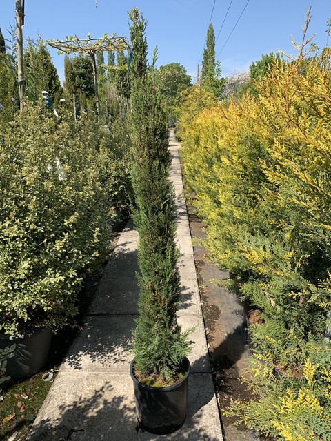 2 X Mediterranean Italian Cypress Trees 170-180cm Tall in ...