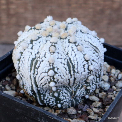 A4458 ASTROPHYTUM SUPERKABUTO pot10-H7-W8 cm MaMa Cactus