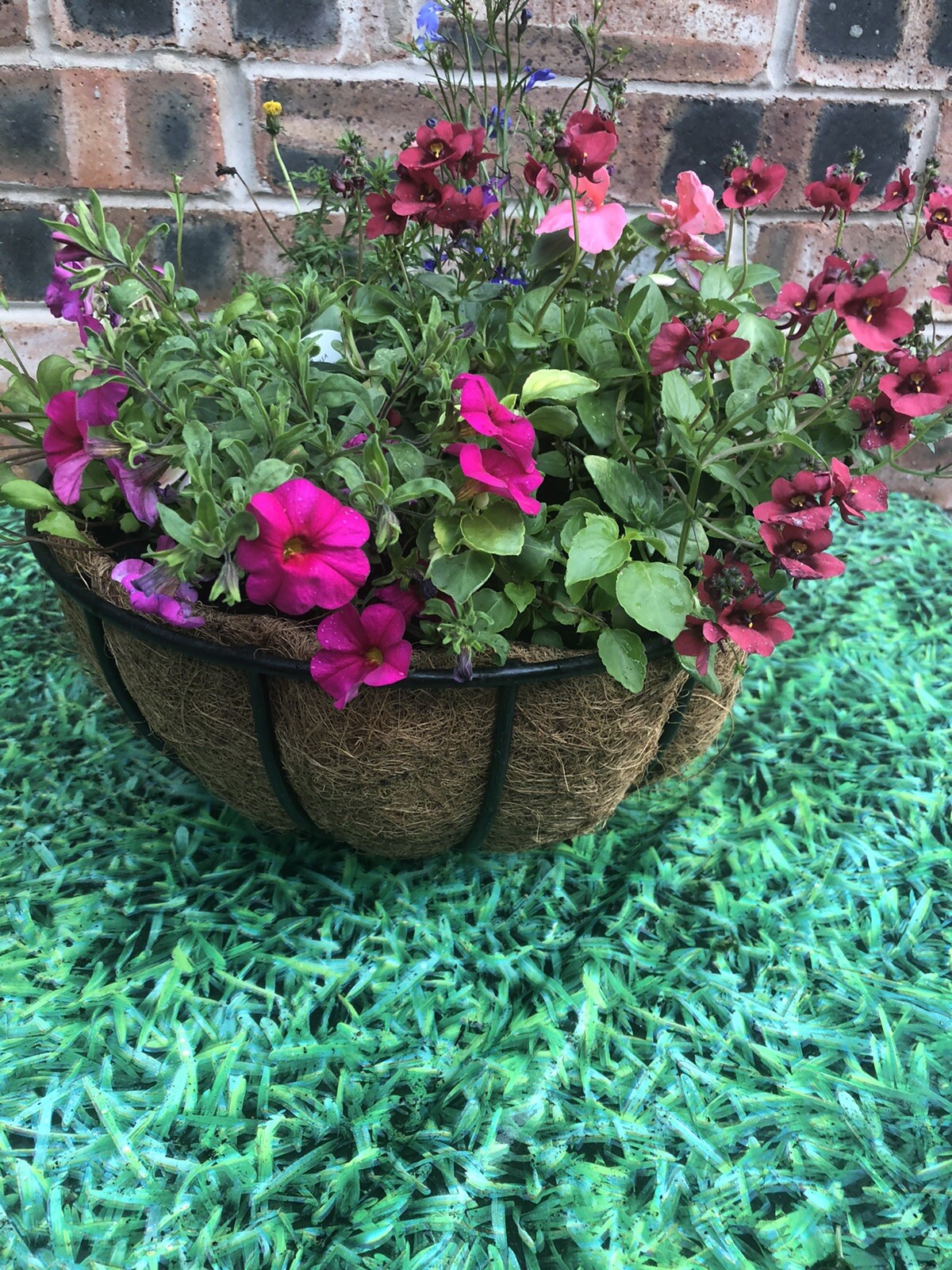 Bedding Plants, Hanging Baskets Delivered Liverpool eBay