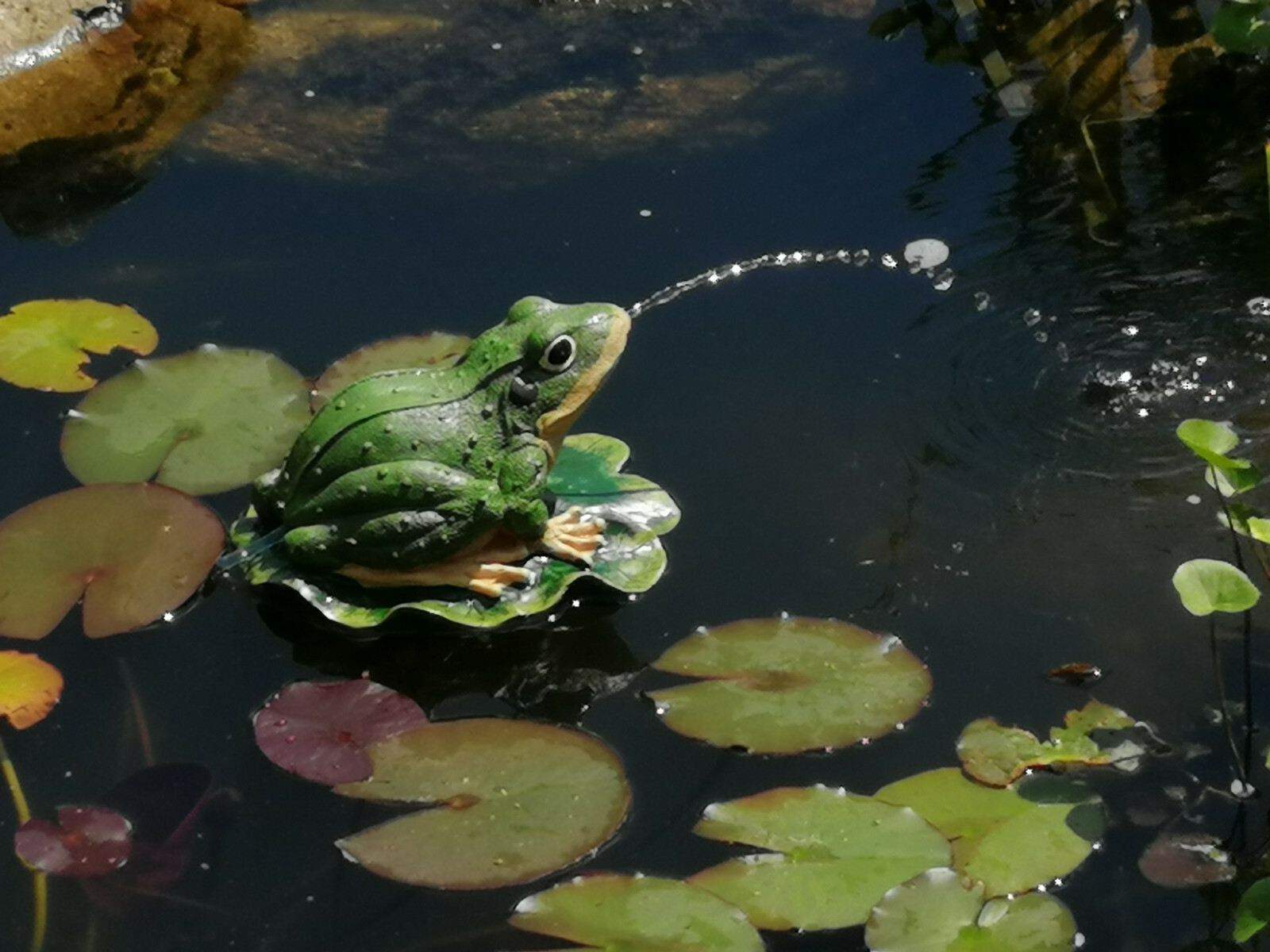 Wasserspeier schwimmender Frosch auf Seerosenblatt mit SOLAR Pumpe