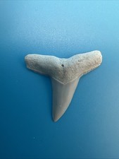 Lemon Shark Tooth Fossil Rare Bone Valley Tooth White