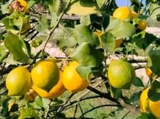 Limoni biologici di Sicilia raccolti al momento 10kg