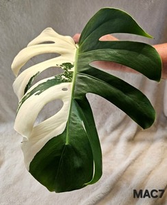 Monstera Albo Seed | eBay