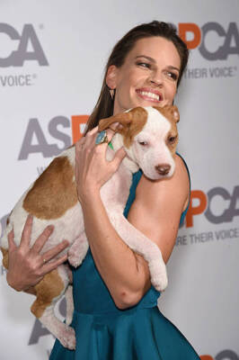 Hilary Swank at ASPCA'S 18th Annual Bergh Ball honoring Edie Falco - Old Photo 5